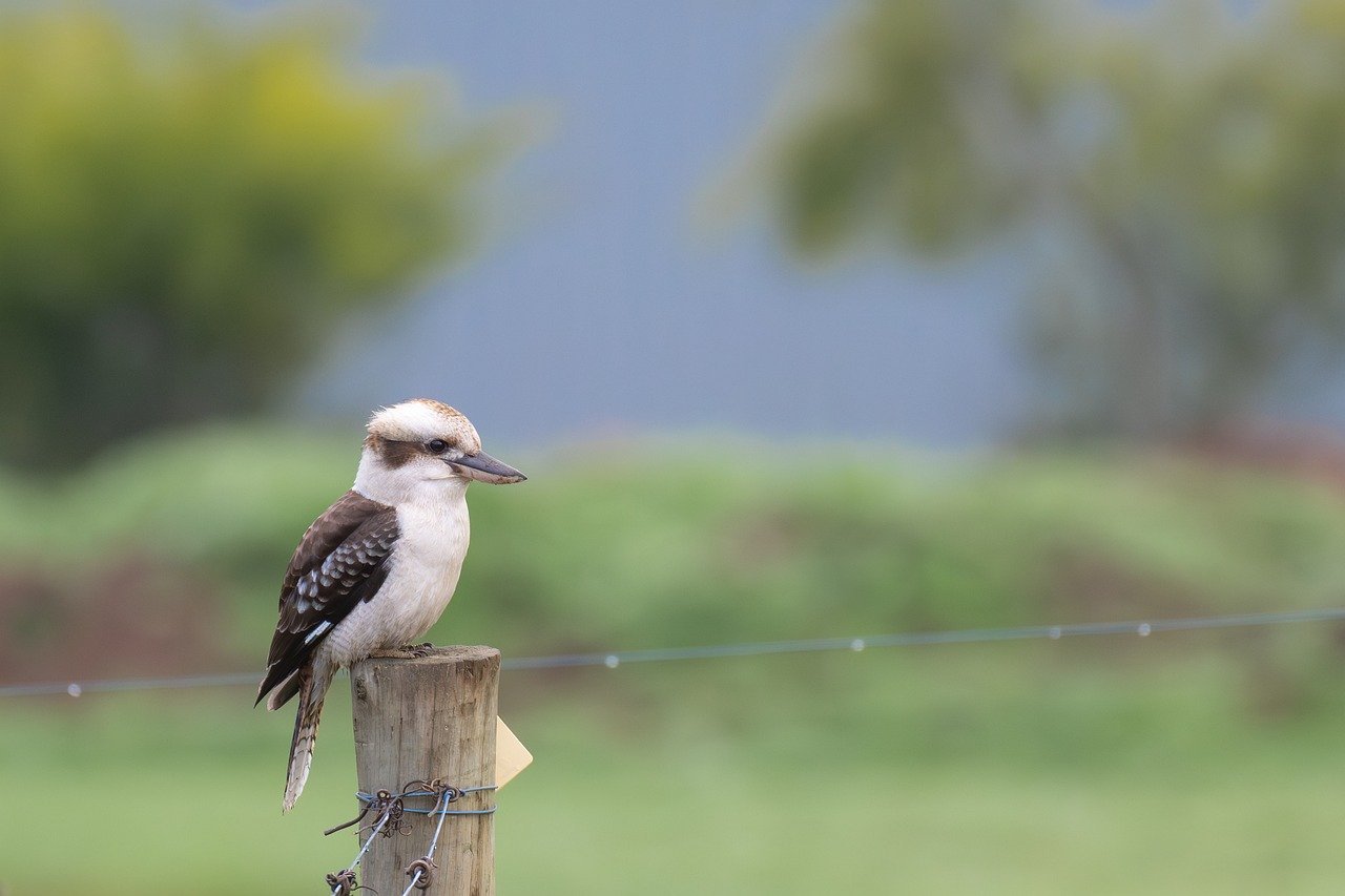 laughing kookaburra, kookaburra, bird-8203625.jpg